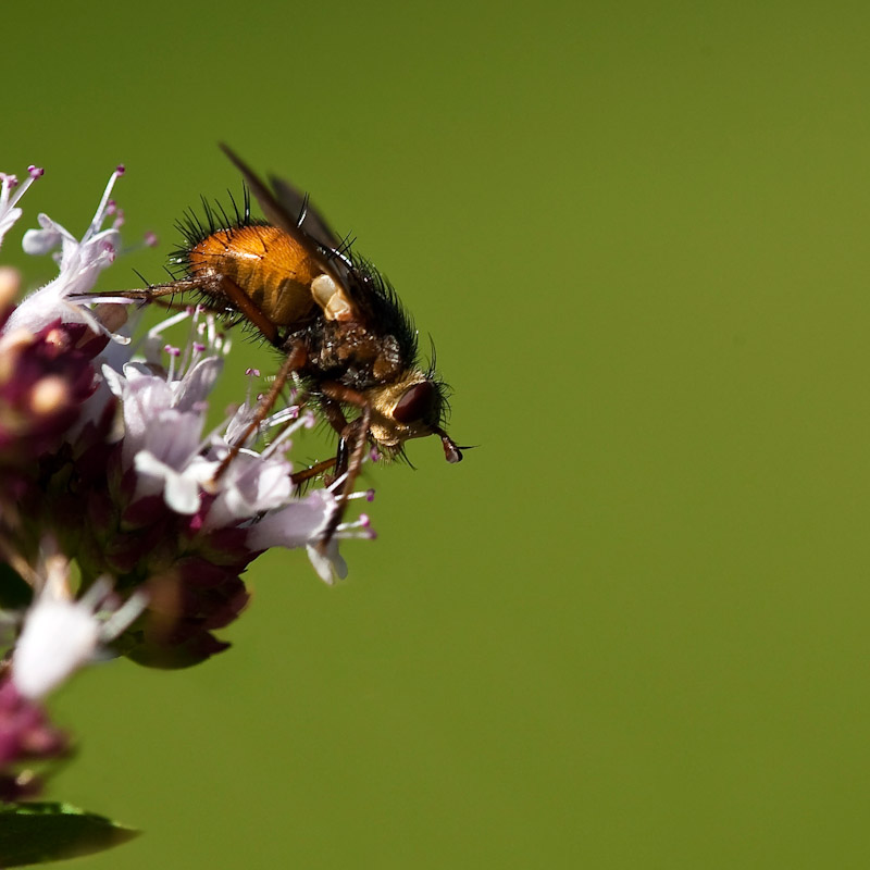 anARTis Foto: Schmeckt besser!