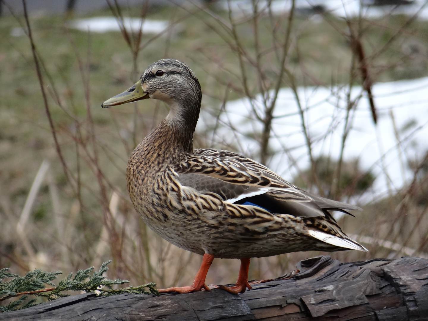 Anas platyrhynchos