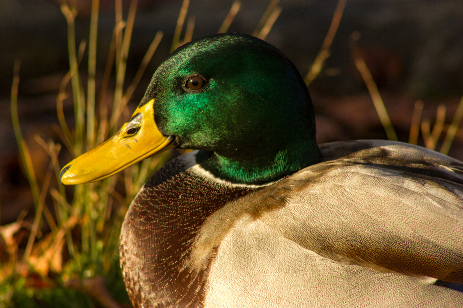 Anas platyrhynchos