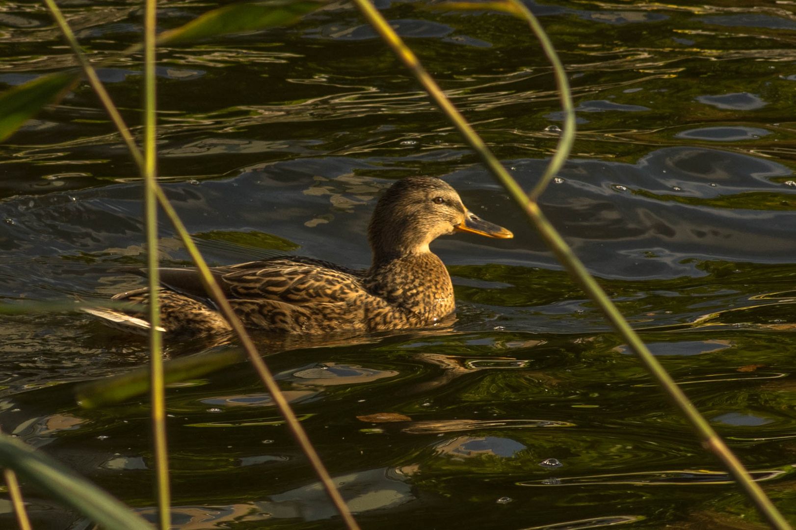 Anas platyrhynchos, Wild duck