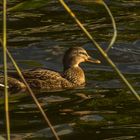 Anas platyrhynchos, Wild duck