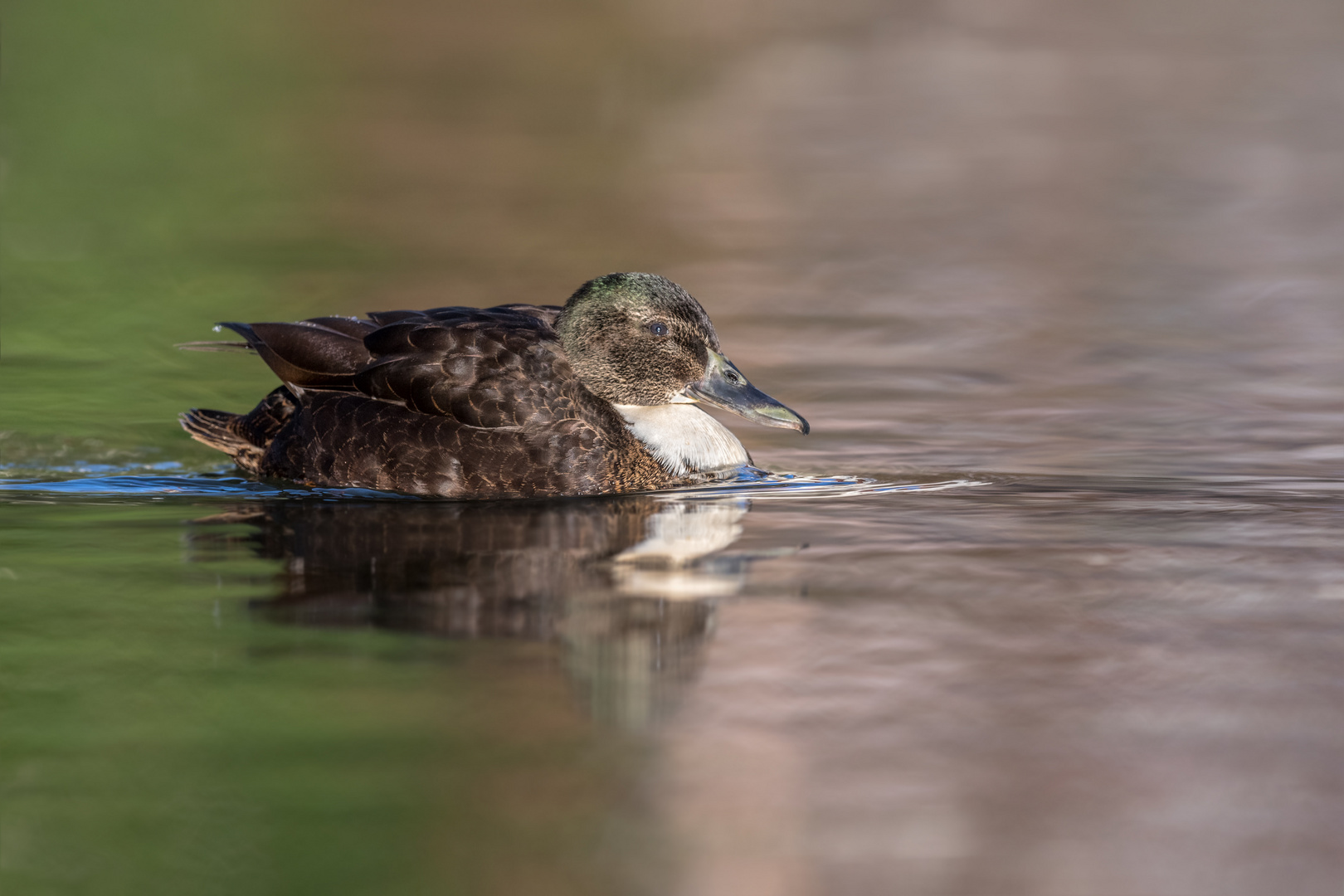 Anas platyrhynchos x domesticus Foto & Bild tiere, wildlife, wild