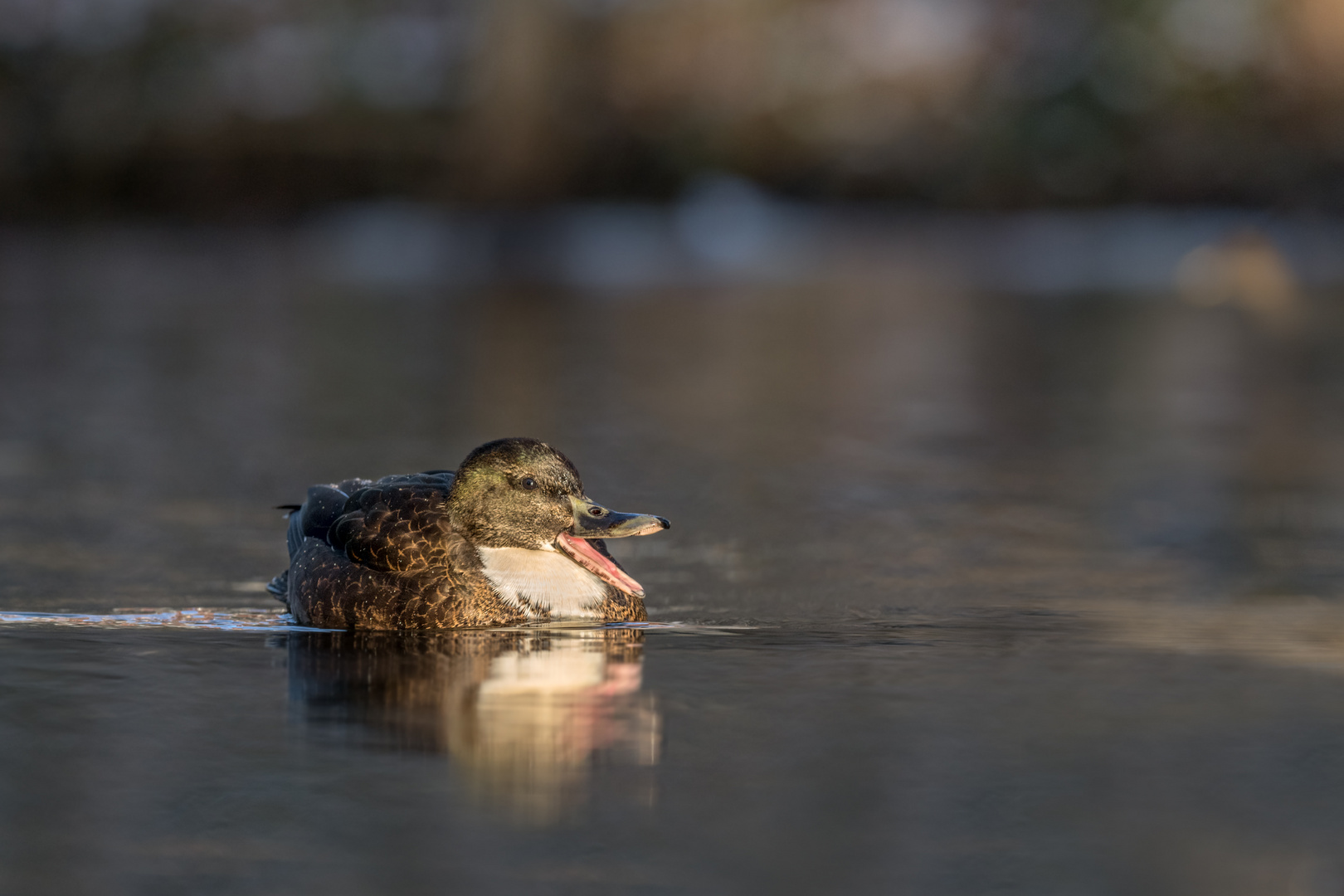 Anas platyrhynchos x domesticus