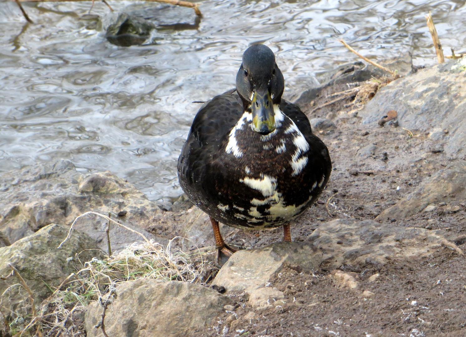 Anas platyrhynchos x domesticus dunkel