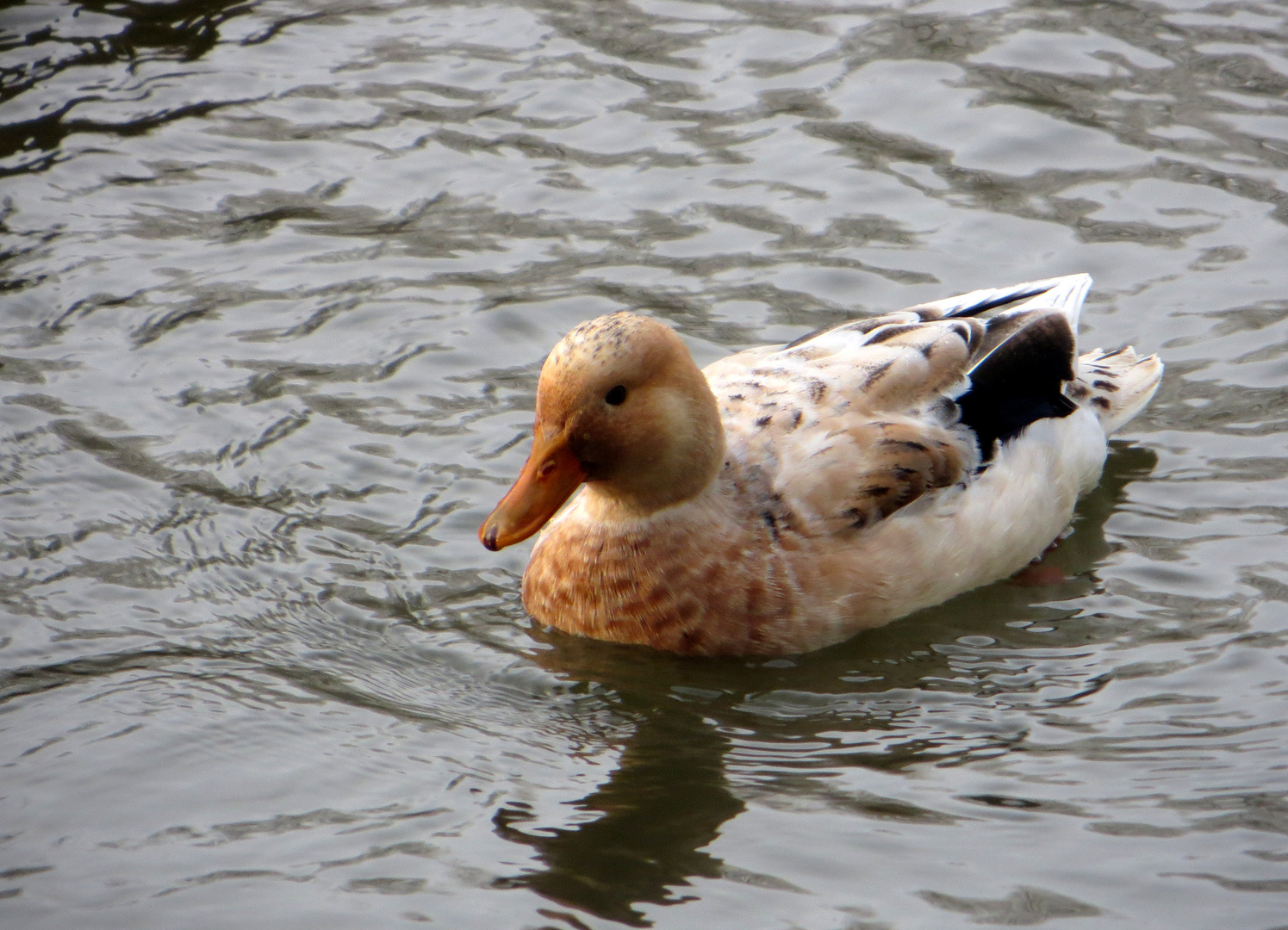 Anas platyrhynchos x domesticus Foto & Bild tiere, wildlife, wild