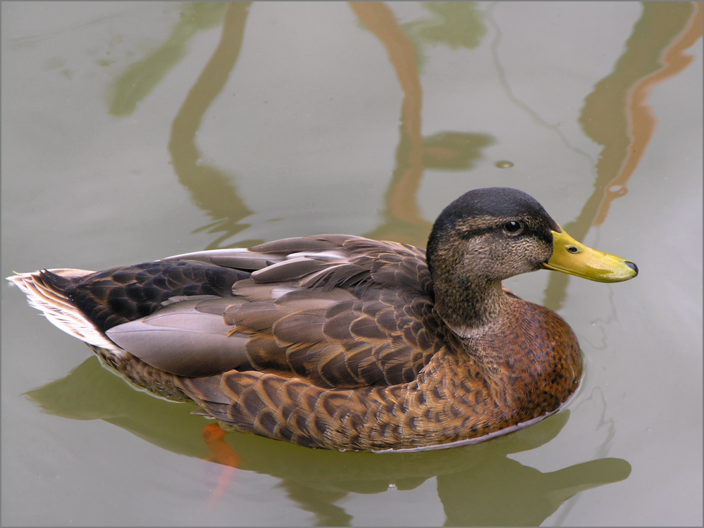 Anatidae Foto & Bild tiere, wildlife, wild lebende vögel Bilder auf