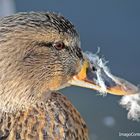 Anatidae " Das gefiederte Lottchen"