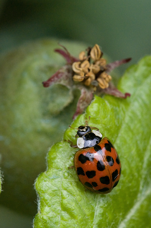 ANATIS OCELLATA