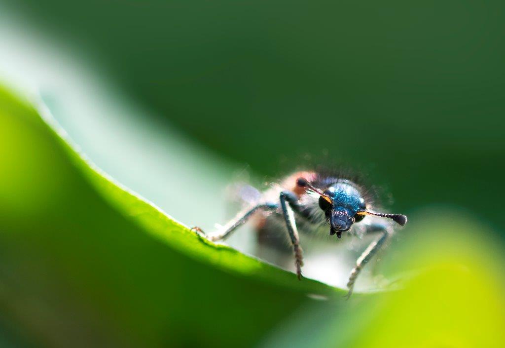 anatole  la bestiole 