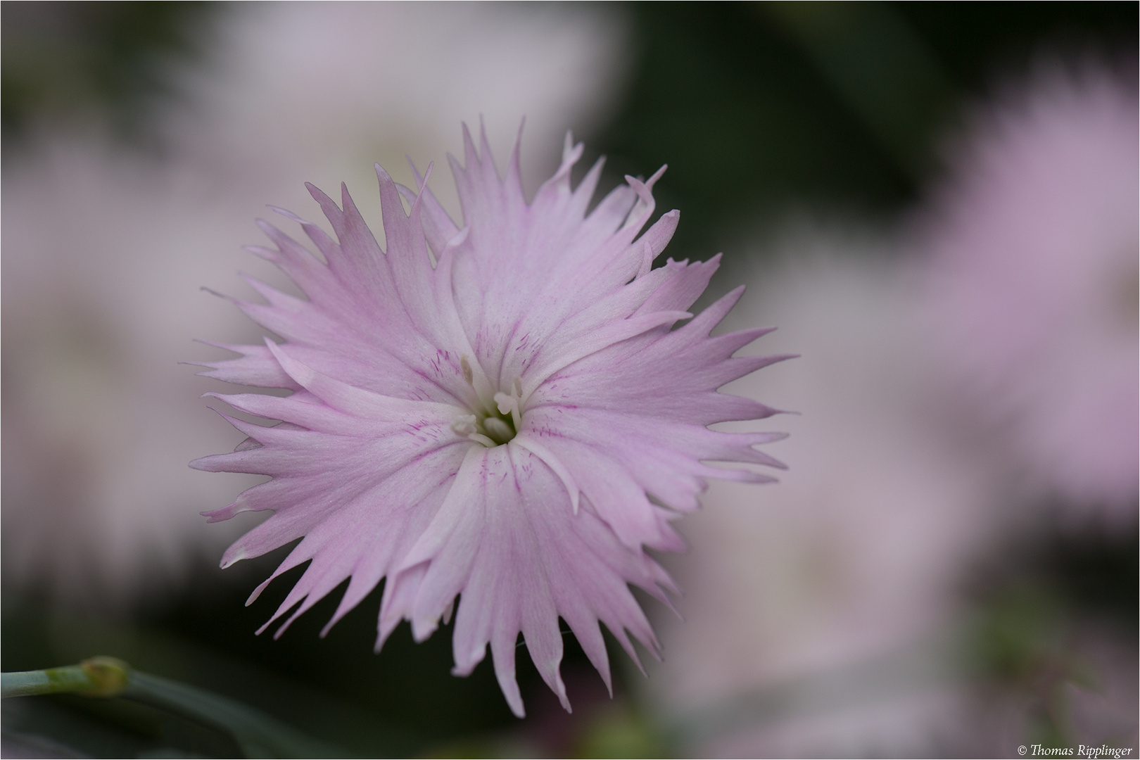 Anatolische Nelke (Dianthus anatolicus) 12,1