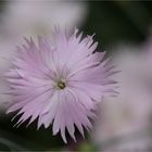 Anatolische Nelke (Dianthus anatolicus) 12,1