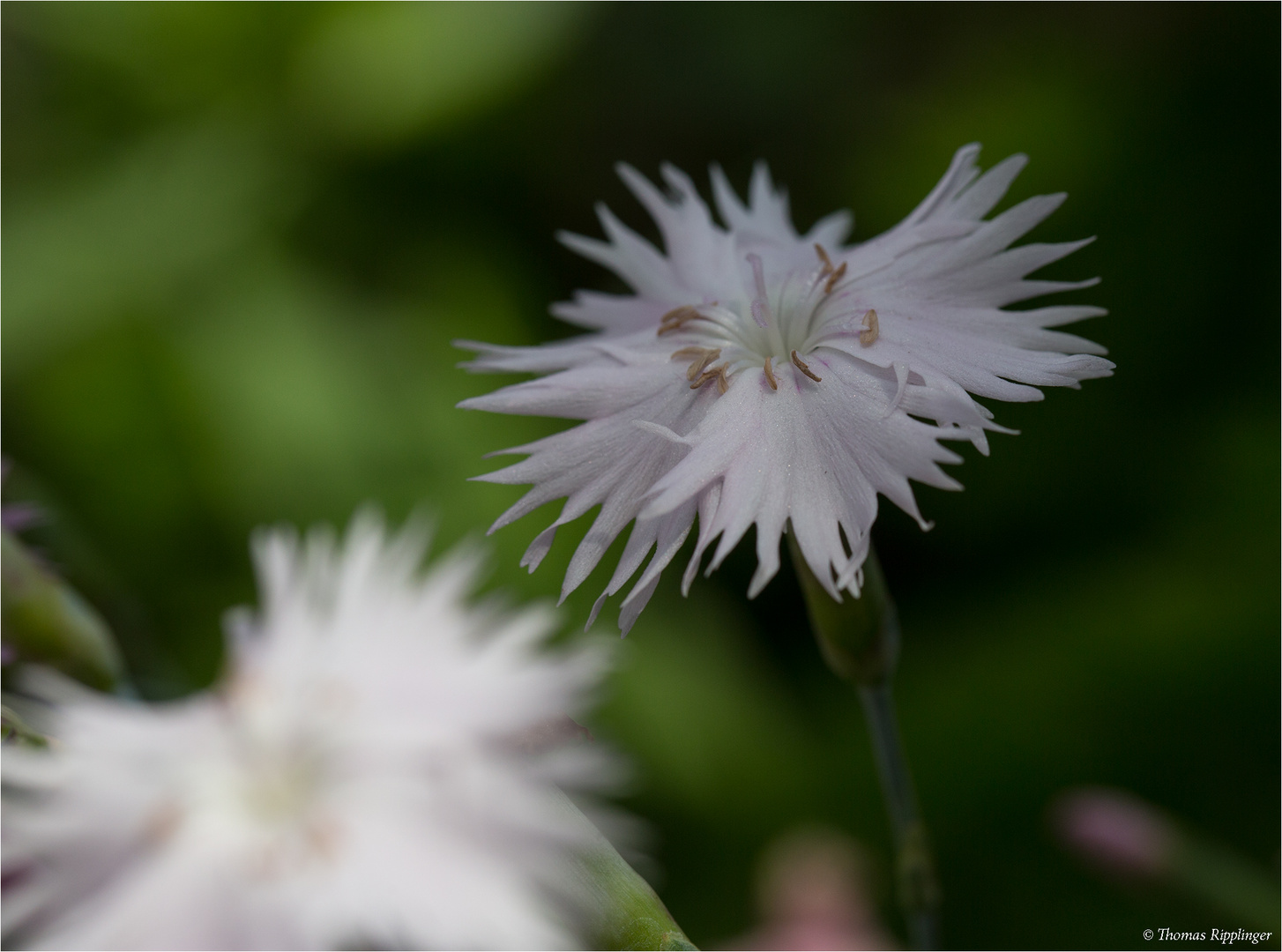 Anatolische Nelke (Dianthus anatolicus) 22