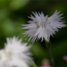 Anatolische Nelke (Dianthus anatolicus) 22