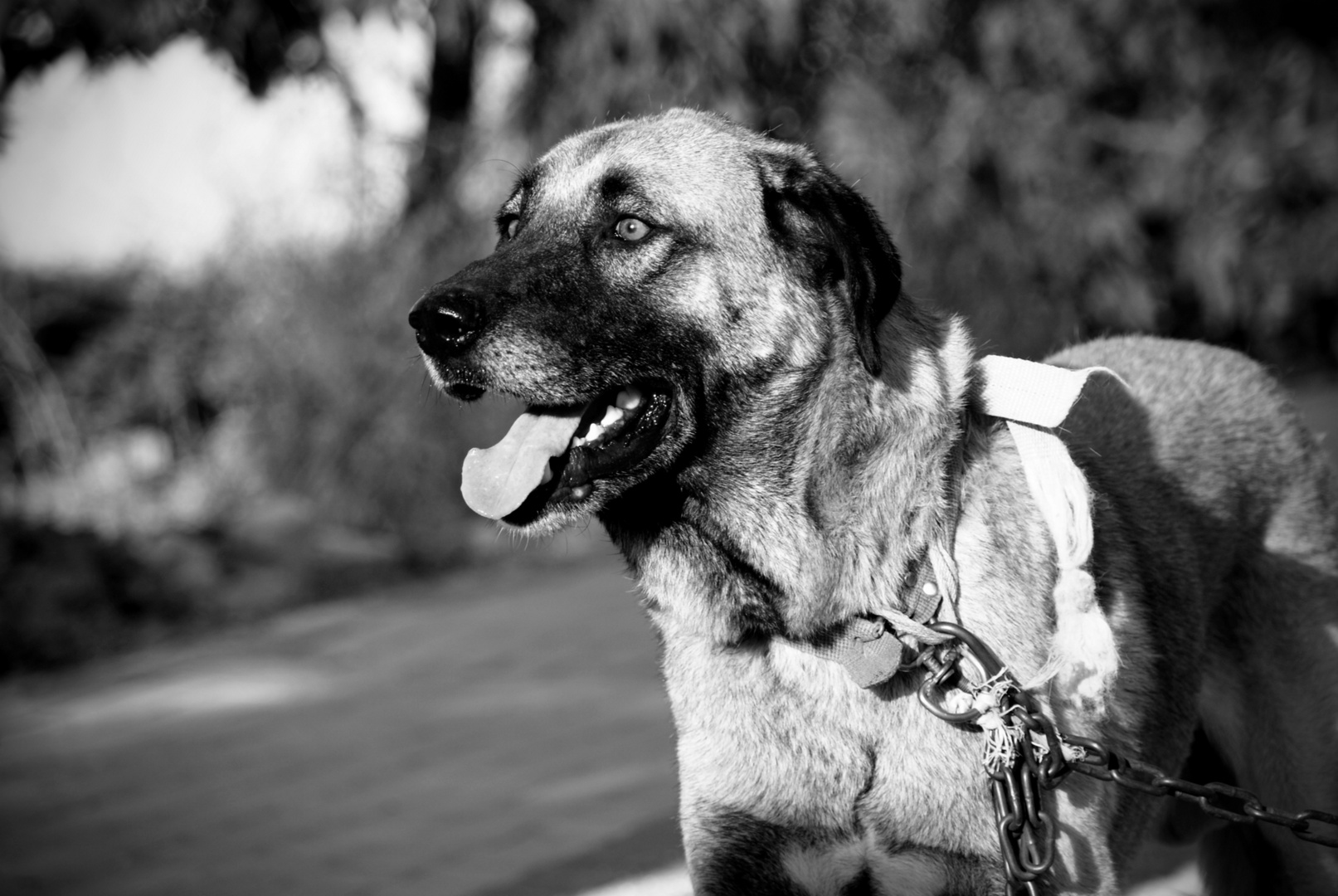 Anatolischer Hirtenhund