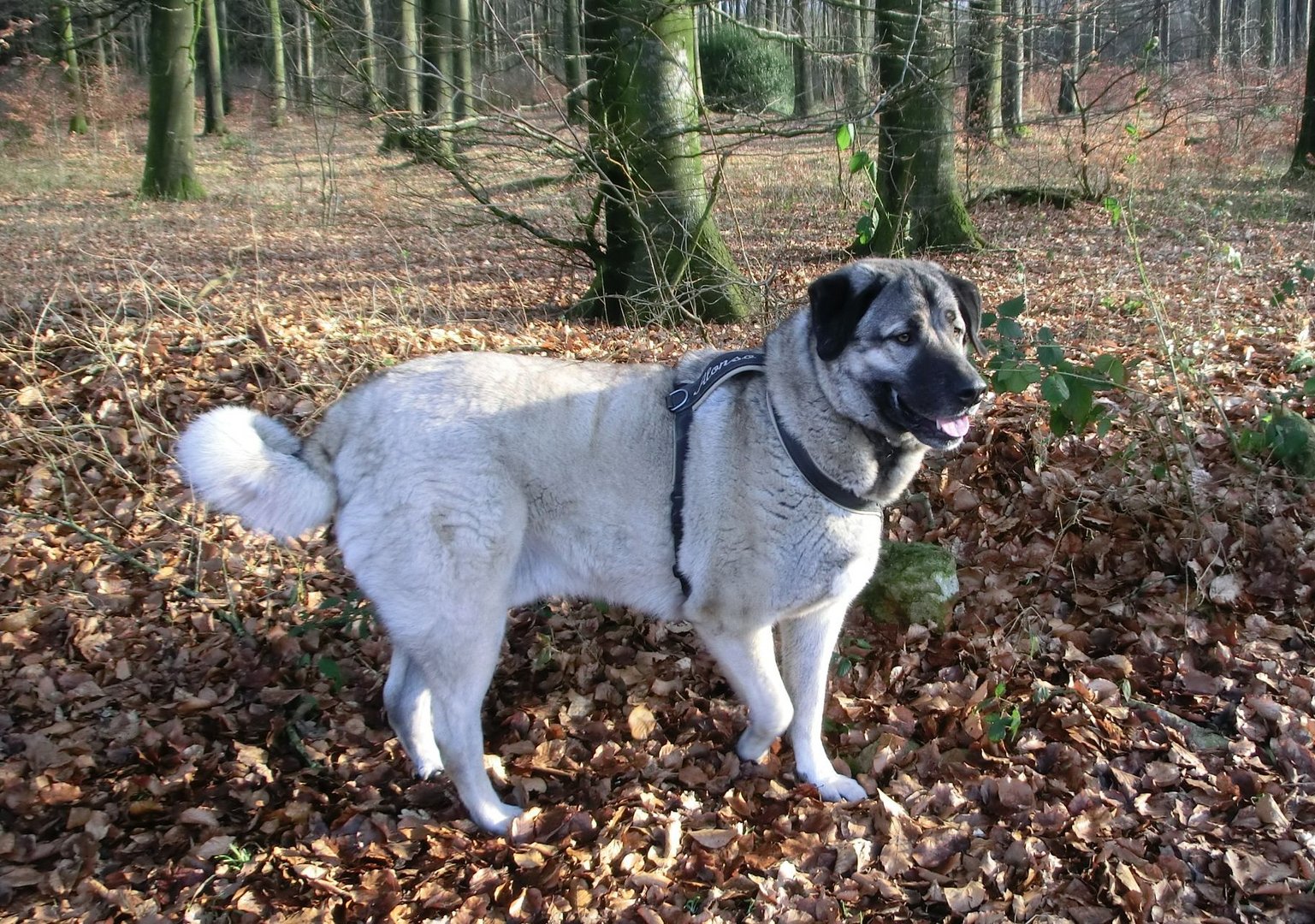 Anatolischer Hirtenhund