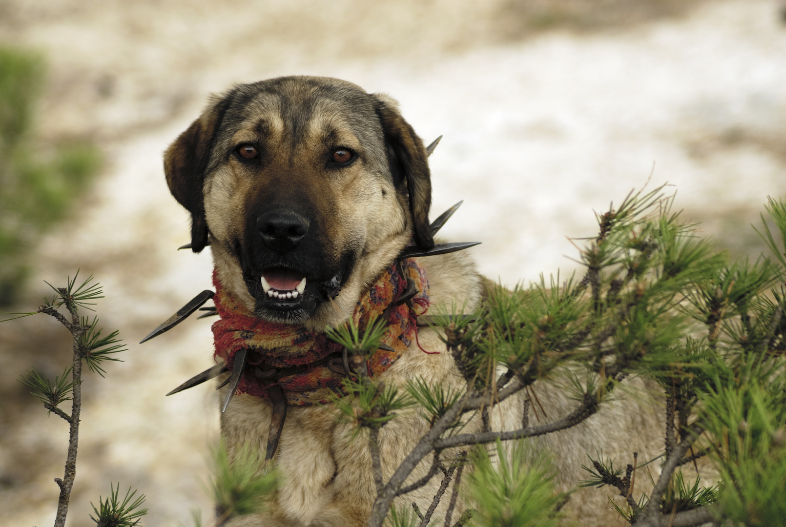  Anatolischer Hirtenhund