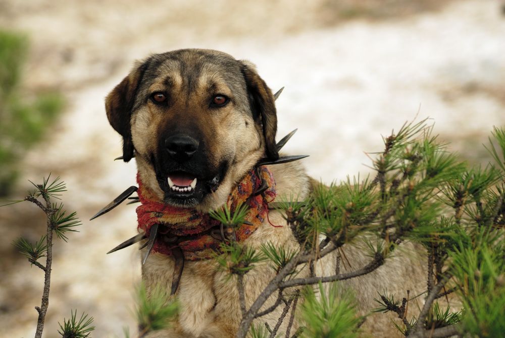  Anatolischer Hirtenhund