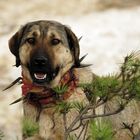  Anatolischer Hirtenhund