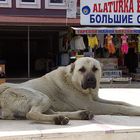 Anatolischer Hirtenhund    //Türk çoban Kangal \\