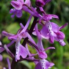 Anatolisches Knabenkraut (Orchis anatolica)