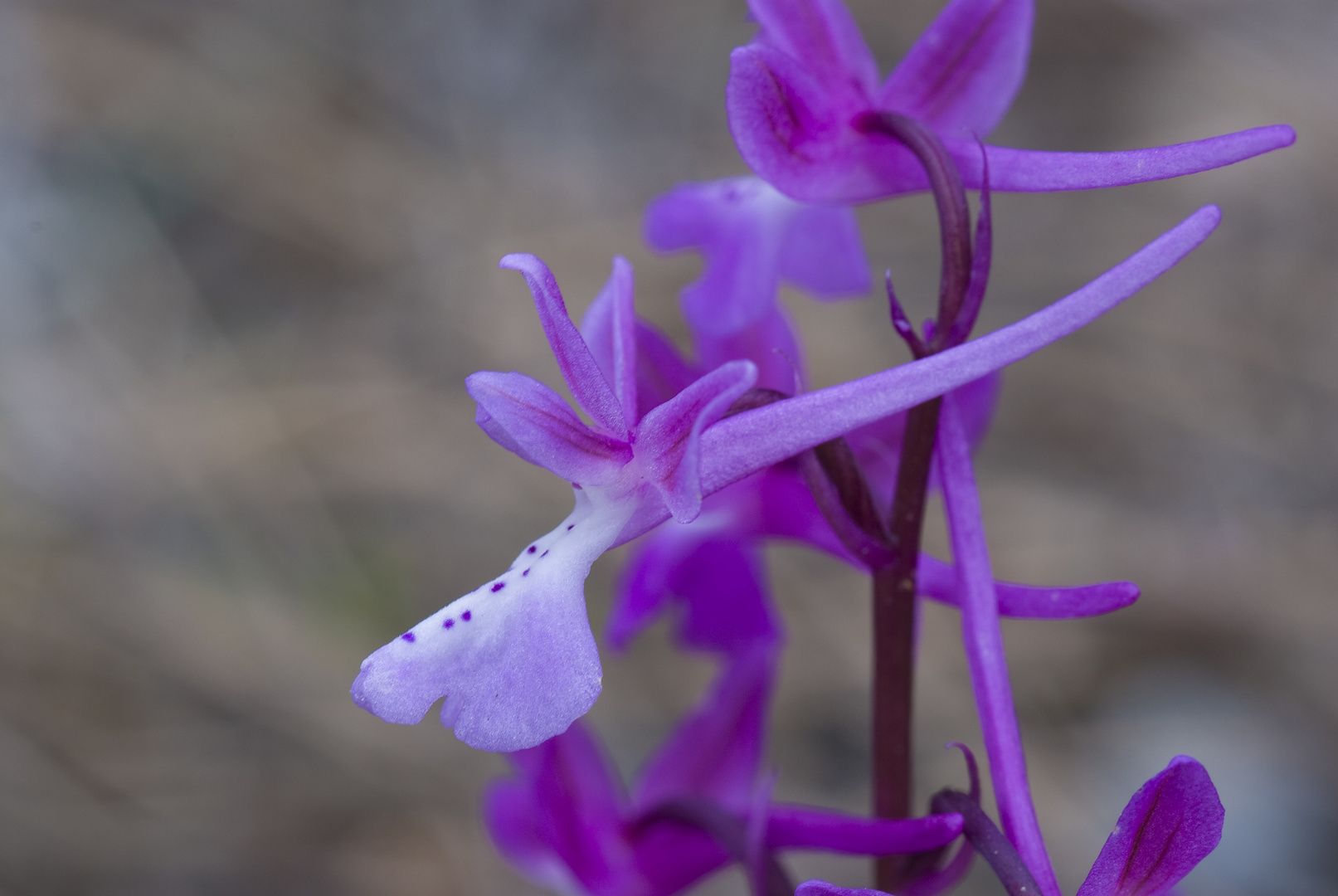 Anatolisches Knabenkraut (Orchis anatolica)