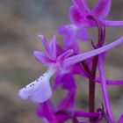 Anatolisches Knabenkraut (Orchis anatolica)