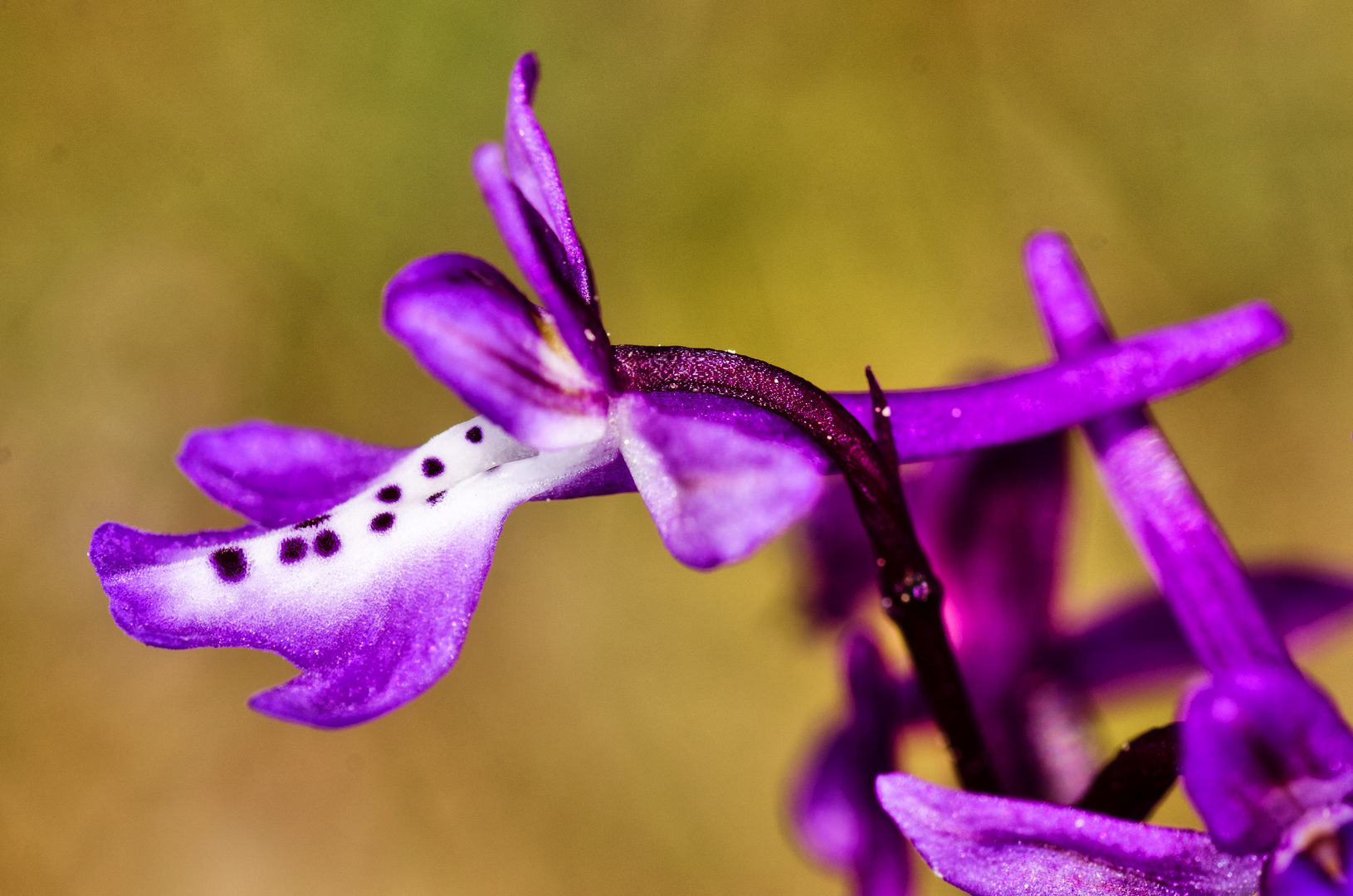 Anatolisches Knabenkraut (Orchis anatolica)