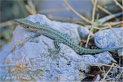 Anatololacerta oertzeni finikensis #03