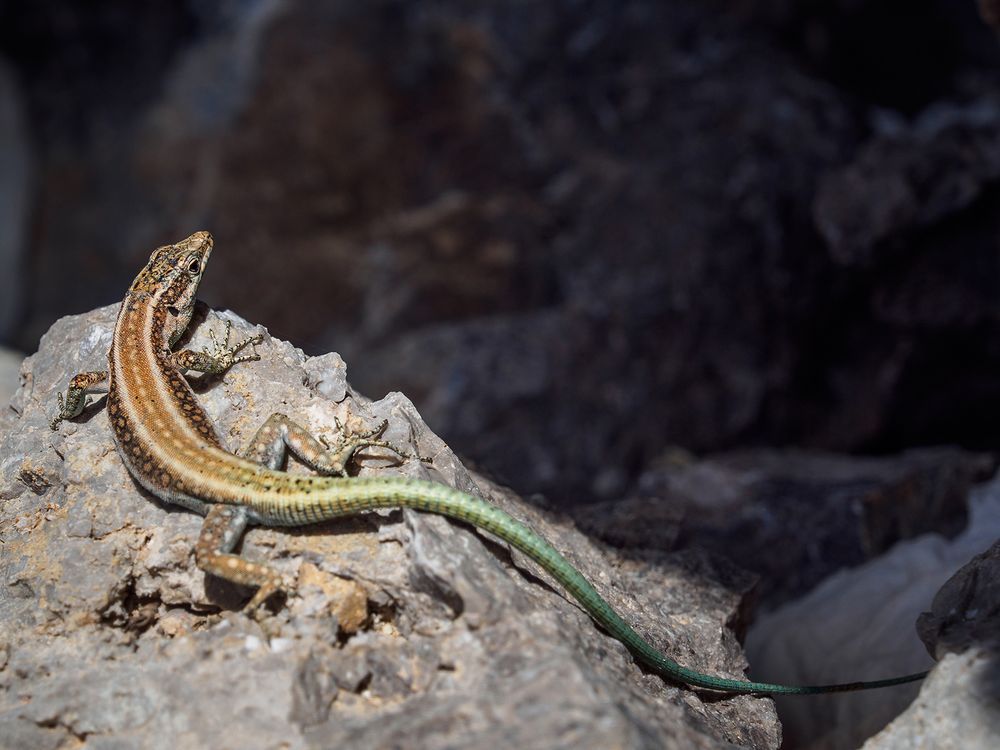 Anatololacerta oertzeni pelasgiana