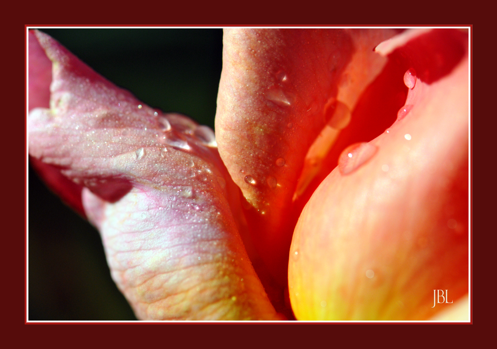 Anatomie d'une rose à l'aube...