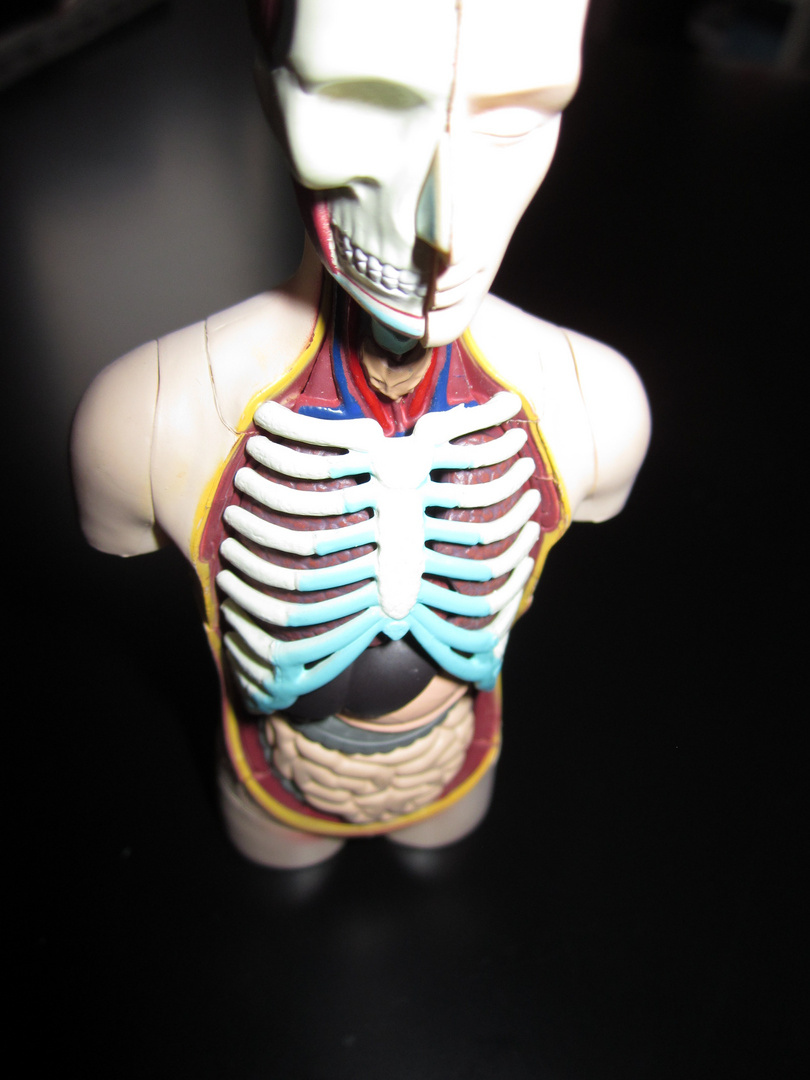 Anatomisch Tod