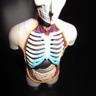 Anatomisch Tod