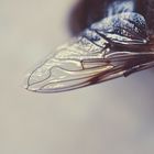 Anatomy of a Fly