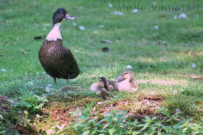 Anatra con piccoli