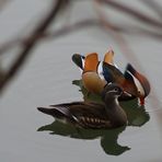 Anatra mandarina (Aix galericulata)