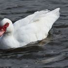 Anatra muta bianca dal becco rosso