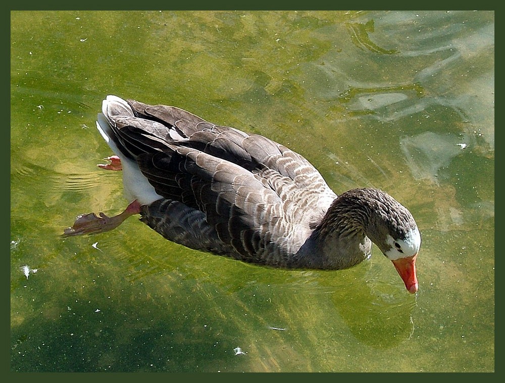 Anatra nel lago