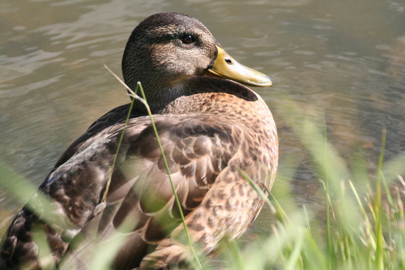 anatra russa