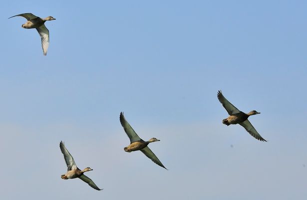 ...Anatre..a spasso....