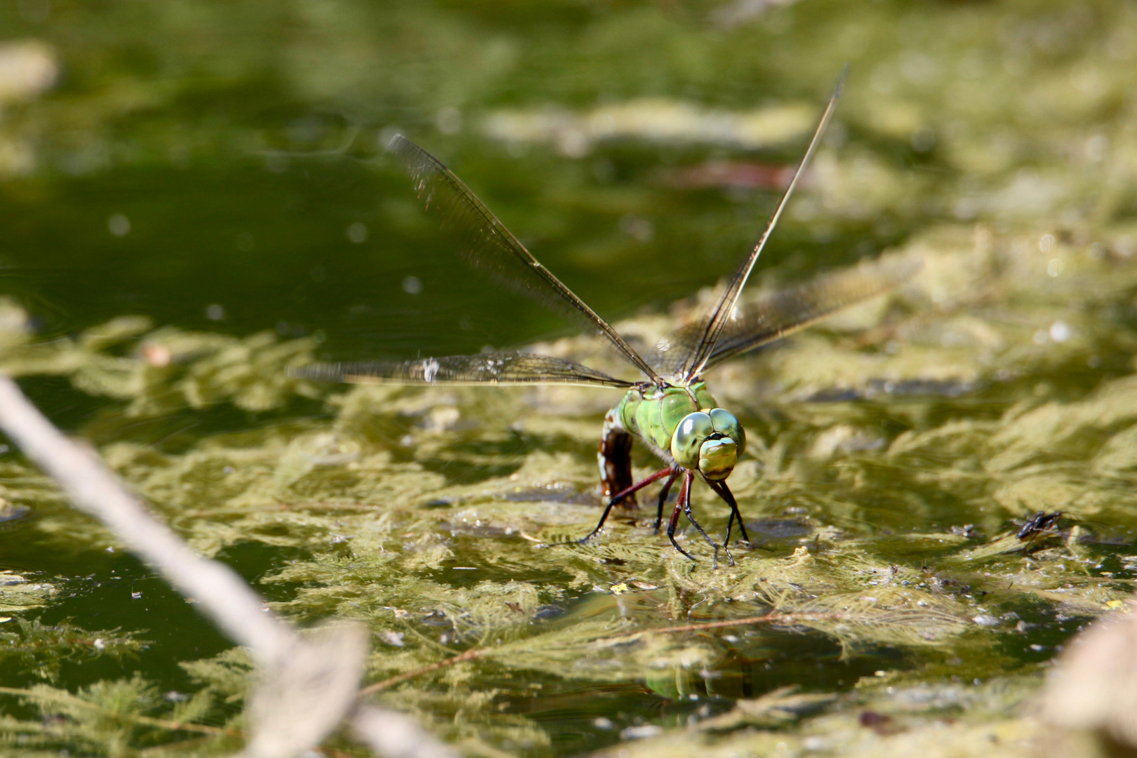 Anax empereur femelle