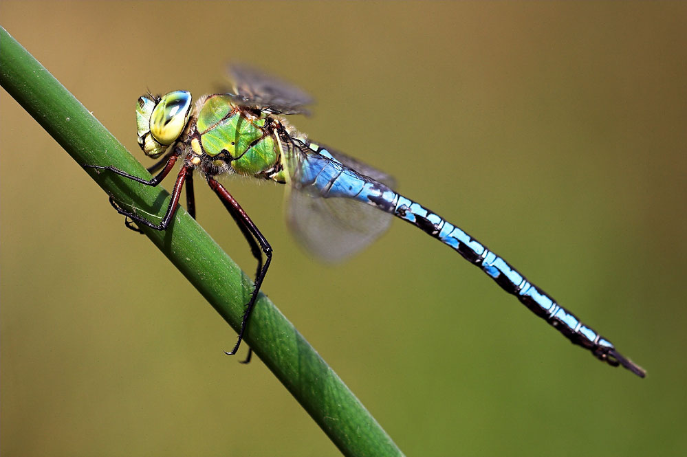 Anax imperator