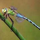 Anax imperator