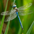 Anax imperator