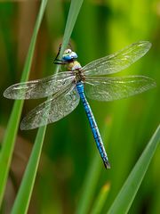 Anax imperator