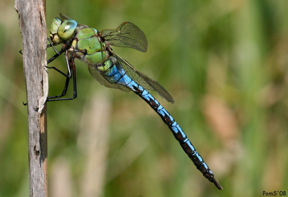 Anax imperator