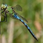 Anax imperator