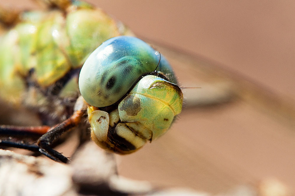 Anax imperator