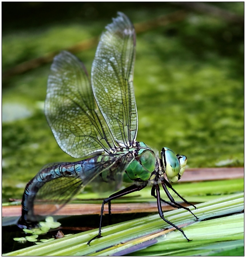 Anax imperator