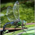 Anax imperator