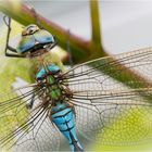 anax imperator